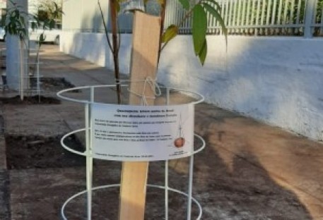 Mutirão para plantio de árvores em Venâncio Aires/RS